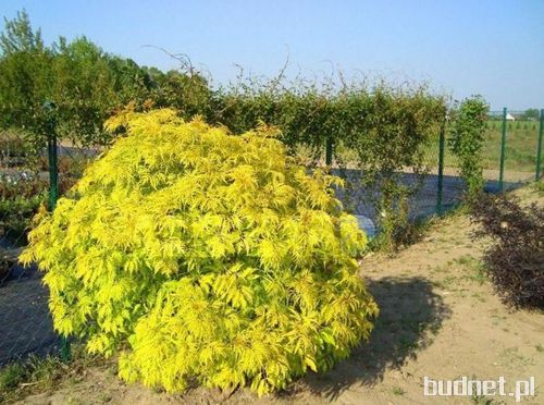 Sambucus racemosa Plumosa Aurea